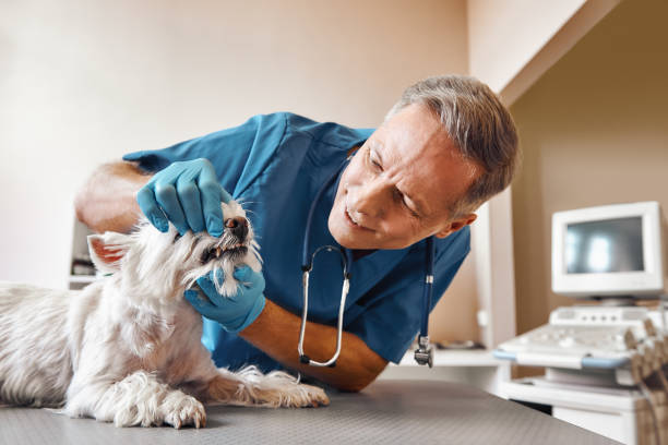  Goulding, FL Emergency Dentist Pros